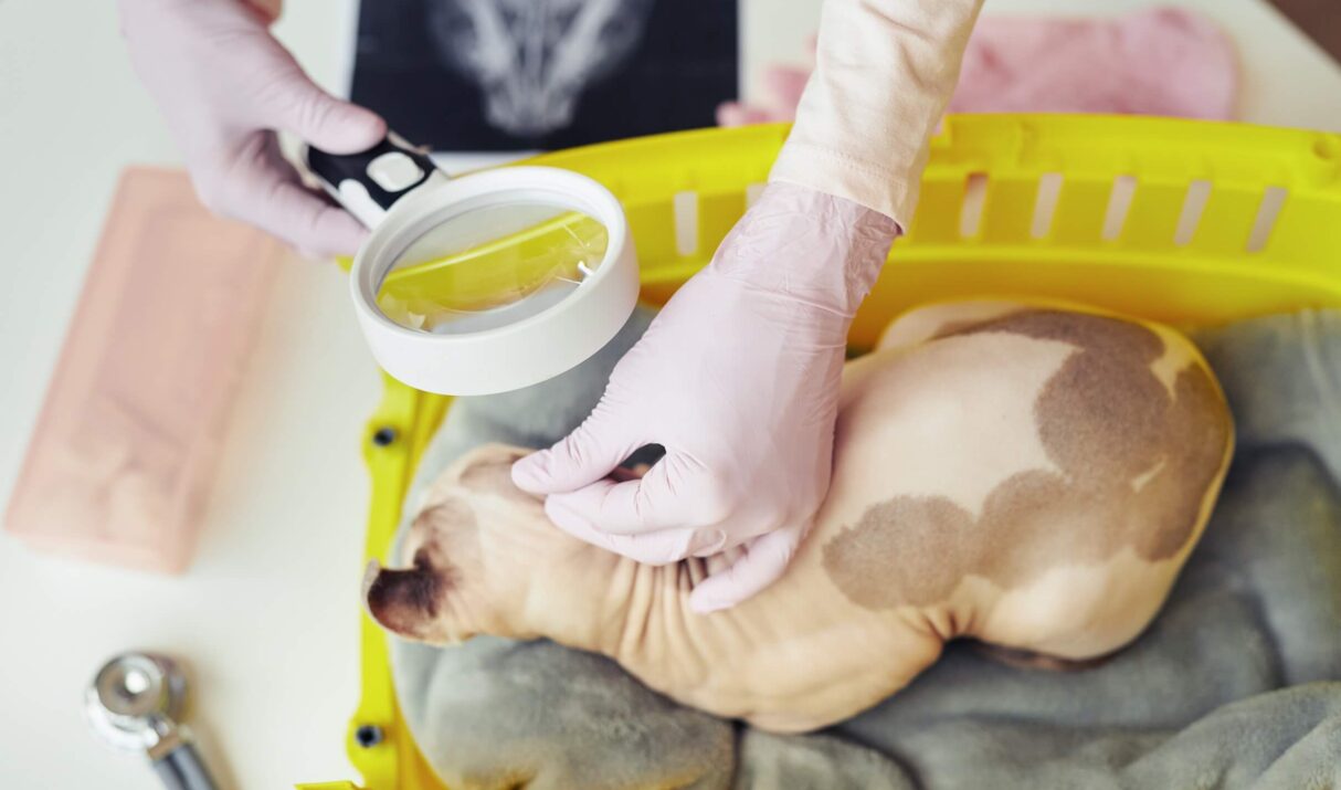 Tips for Introducing a New Cat to Your Home