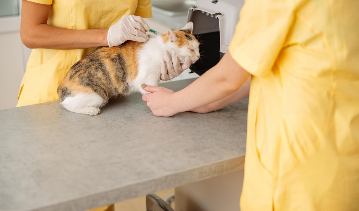 Aquatic Life: How To Set Up A Fun Freshwater Tank