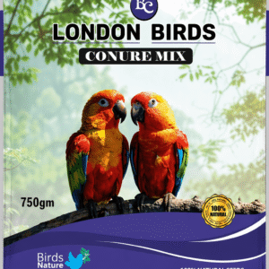 Conure mix